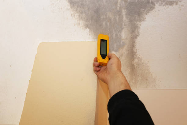 Best Crawl Space Mold Remediation  in Sundance, WY
