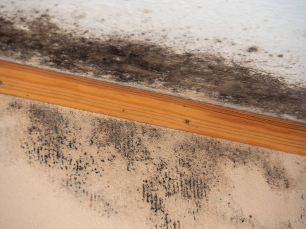 Best Attic Mold Removal  in Sundance, WY