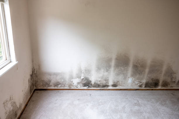 Best Mold Damage Restoration  in Sundance, WY
